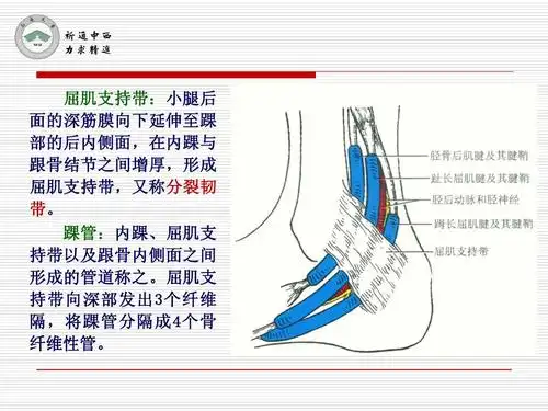 局部解剖学-小腿后区ppt 屈肌支持带:小腿后 面的深筋膜向下延伸至踝