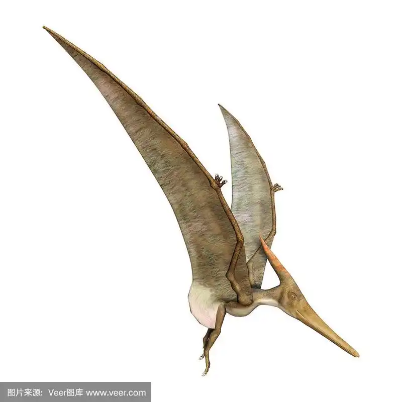 3d渲染史前飞行爬行动物翼龙在白色